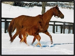 padok, źrebię, Koń, śnieg